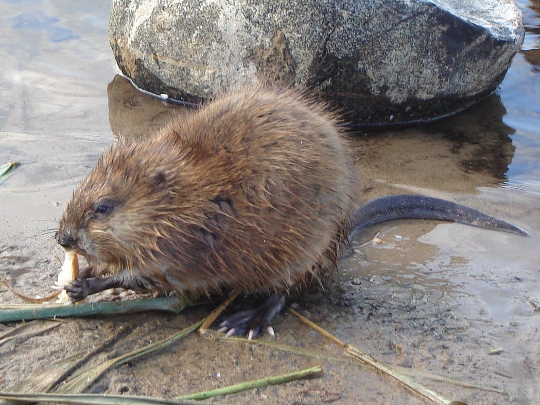 A muskrat